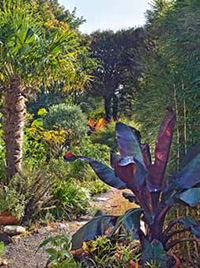 The Garden - RHS Magazine - Oct 2015